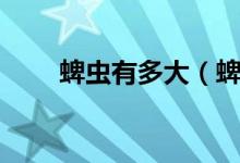 蜱蟲有多大（蜱蟲一般有多少厘米）