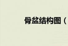 骨盆結(jié)構(gòu)圖（骨盆是哪個(gè)部位）