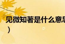 見微知著是什么意思(見微知著的含義是什么)