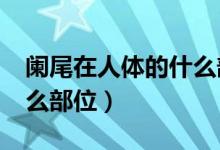 闌尾在人體的什么部位?(闌尾在哪里人體什么部位)