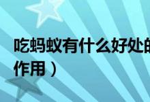 吃螞蟻有什么好處的副作用(吃螞蟻有功效和作用)