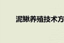 泥鰍養(yǎng)殖技術(shù)方法（如何養(yǎng)殖泥鰍）