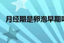 月經(jīng)期是卵泡早期嗎（月經(jīng)期是卵泡期嗎）