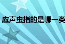 應(yīng)聲蟲指的是哪一類人（應(yīng)聲蟲代表哪種人）