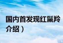 國內(nèi)首發(fā)現(xiàn)紅鬣羚（關(guān)于國內(nèi)首發(fā)現(xiàn)紅鬣羚的介紹）
