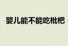 嬰兒能不能吃枇杷(嬰兒能不能吃獼猴桃)