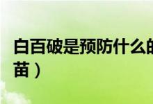 白百破是預(yù)防什么的（白百破是預(yù)防什么的疫苗）