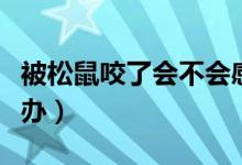 被松鼠咬了會不會感染病毒（被松鼠咬了怎么辦）