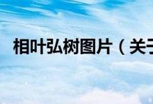 相葉弘樹圖片（關于相葉弘樹圖片的介紹）
