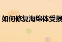 如何修復(fù)海綿體受損細(xì)胞（如何修復(fù)海綿體）