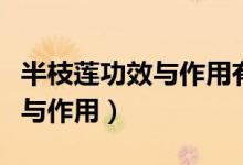 半枝蓮功效與作用有什么副作用（半枝蓮功效與作用）