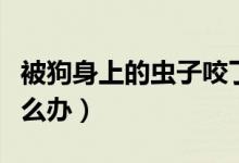 被狗身上的蟲子咬了怎么辦（被蟲子咬了該怎么辦）