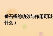 番石榴的功效與作用可以天天吃嗎（番石榴的功效與作用是什么）