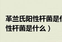 革蘭氏陽性桿菌是什么原因引起的（革蘭氏陽性桿菌是什么）