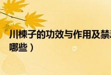 川楝子的功效與作用及禁忌（川楝子的功效與作用及禁忌有哪些）