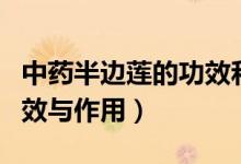 中藥半邊蓮的功效和副作用（中藥半邊蓮的功效與作用）