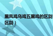黑鳳雞烏雞五黑雞的區(qū)別分別是什么（黑鳳雞烏雞五黑雞的區(qū)別）