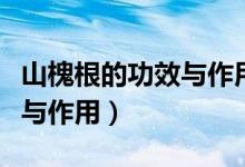 山槐根的功效與作用山槐圖片（山槐根的功效與作用）
