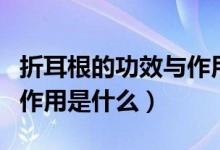 折耳根的功效與作用與禁忌（折耳根的功效與作用是什么）