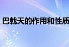 巴戟天的作用和性質(zhì)（巴戟天的作用與功效）
