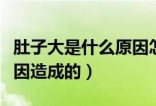 肚子大是什么原因怎么調(diào)理（肚子大是什么原因造成的）
