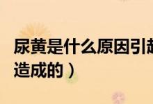 尿黃是什么原因引起的腰痛（尿黃是什么原因造成的）