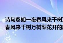 詩(shī)句忽如一夜春風(fēng)來(lái)千樹(shù)萬(wàn)樹(shù)梨花開(kāi)的意思（詩(shī)句忽如一夜春風(fēng)來(lái)千樹(shù)萬(wàn)樹(shù)梨花開(kāi)的解釋）