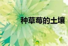 種草莓的土壤（種草莓的危害性）