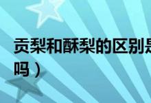 貢梨和酥梨的區(qū)別是什么（貢梨和酥梨有區(qū)別嗎）