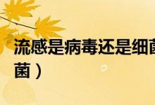 流感是病毒還是細菌感染（流感是病毒還是細菌）