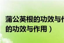 蒲公英根的功效與作用對(duì)肝好不好（蒲公英根的功效與作用）