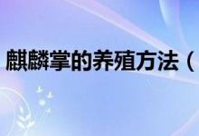 麒麟掌的養(yǎng)殖方法（關(guān)于麒麟掌的養(yǎng)殖方法）