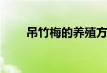 吊竹梅的養(yǎng)殖方法（怎么養(yǎng)吊竹梅）