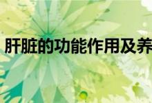 肝臟的功能作用及養(yǎng)護（肝臟的作用是什么）