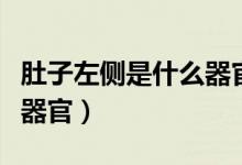 肚子左側(cè)是什么器官不舒服（肚子左側(cè)是什么器官）