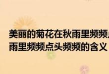 美麗的菊花在秋雨里頻頻點(diǎn)頭頻頻的意思（美麗的菊花在秋雨里頻頻點(diǎn)頭頻頻的含義）