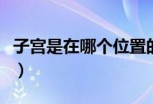 子宮是在哪個位置的圖片（子宮是在哪個位置）