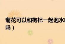 菊花可以和枸杞一起泡水喝嗎（菊花可以和枸杞一起泡水喝嗎）