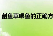 割魚草喂魚的正確方法（用魚草喂魚的方式）