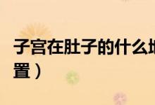 子宮在肚子的什么地方（子宮在肚子的什么位置）
