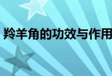 羚羊角的功效與作用（羚羊角有什么作用呢）