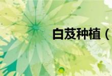 白芨種植（具體介紹如下）