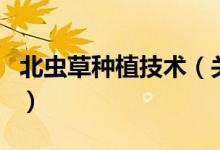 北蟲(chóng)草種植技術(shù)（關(guān)于北蟲(chóng)草種植技術(shù)的介紹）