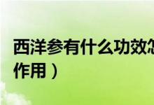西洋參有什么功效怎么用（西洋參有什么功效作用）