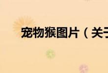 寵物猴圖片（關(guān)于寵物猴圖片的介紹）