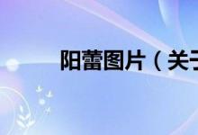 陽蕾圖片（關(guān)于陽蕾圖片的介紹）