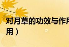 對(duì)月草的功效與作用圖片（對(duì)月草的功效與作用）