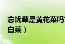 忘憂草是黃花菜嗎?（忘憂草是黃花菜還是大白菜）