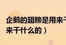 企鵝的翅膀是用來干什么的（企鵝的翅膀是用來干什么的）