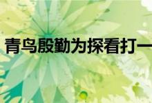 青鳥殷勤為探看打一動物（青鳥殷勤為探看）